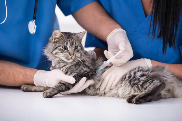 חתול עובר חיסון אצל הוטרינר - חיסונים לחתול