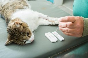 בדיקות דם לחתול - ליאורה וולדמן