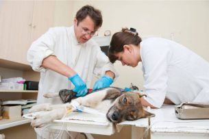 כלב עובר ניתוח כירורגי - וטרינר בחיפה